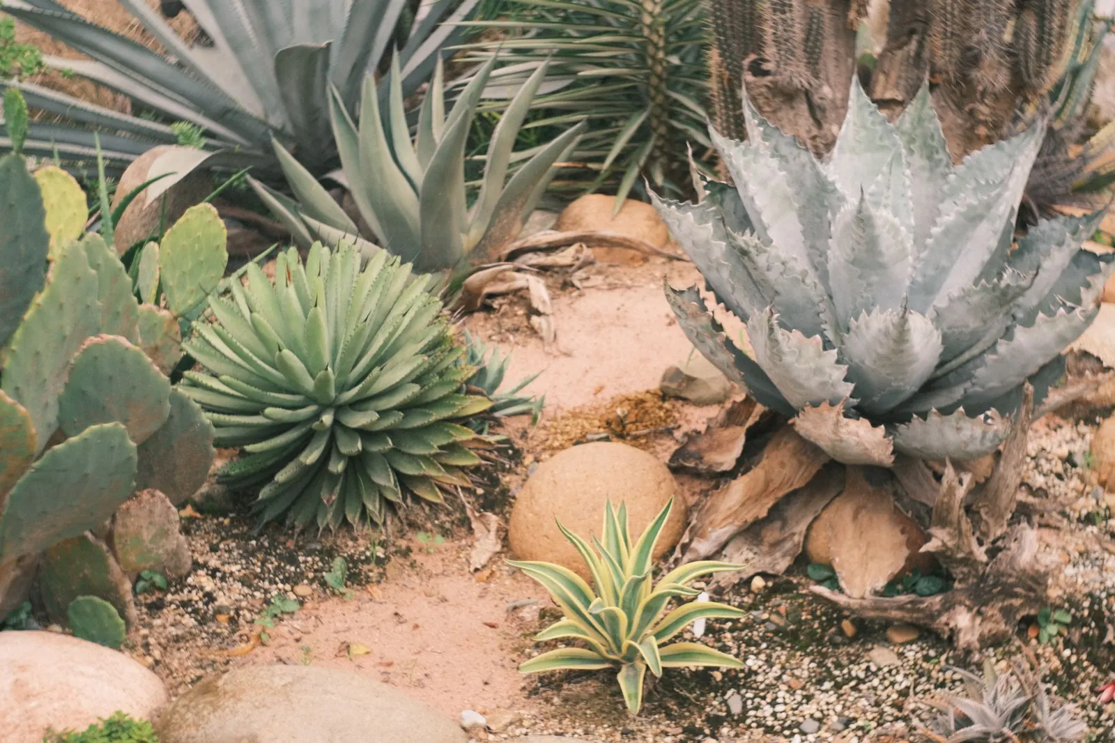 Agave, cactus and rocks in a desert garden