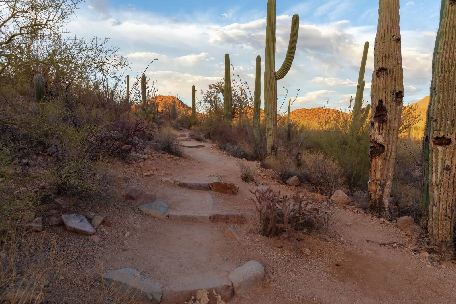 Desert trail with stone steps among saguaros