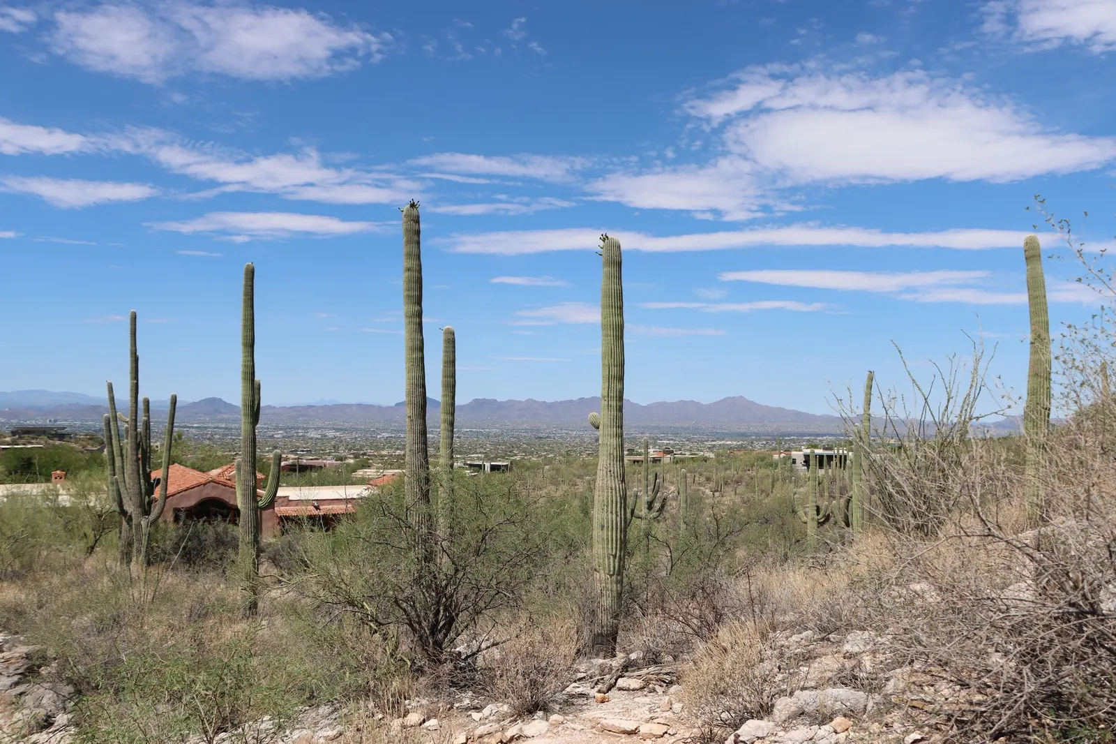 Phoenix Suburbs Compared: Scottsdale, Tempe, Mesa, Chandler and More