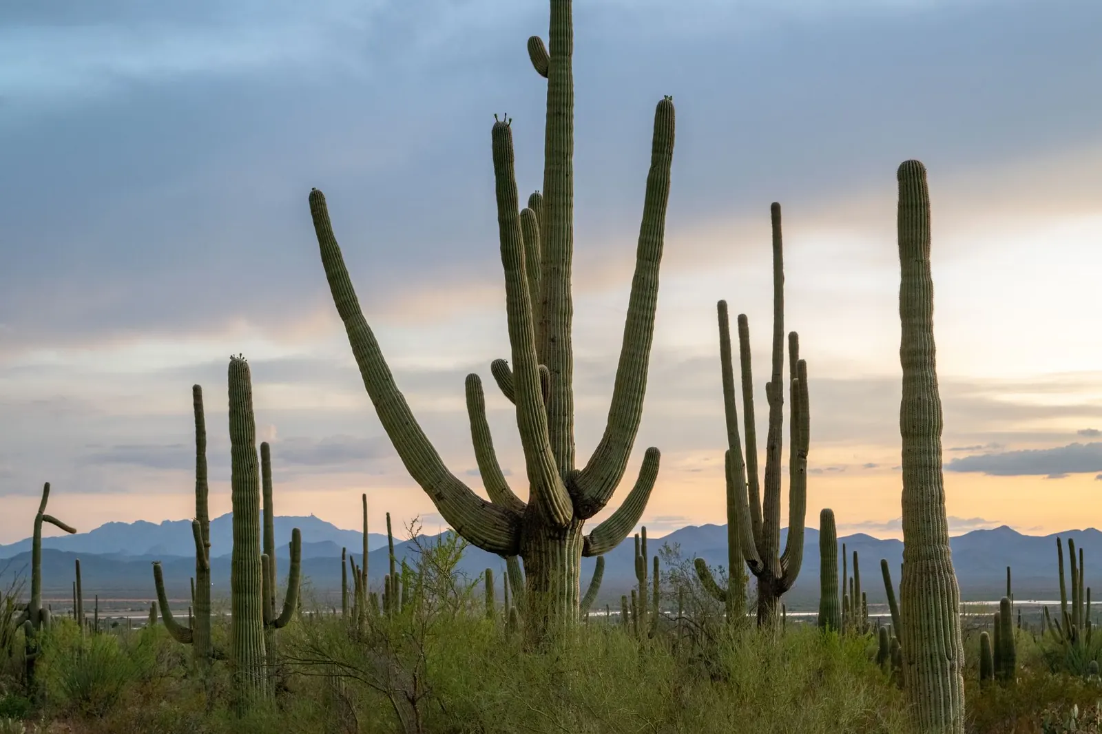 Saguaro cacti against evening clouds and mountains